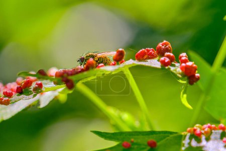 Eine Fliege ruht auf einem Ahornblatt, das mit Ahornblattgallen bedeckt ist