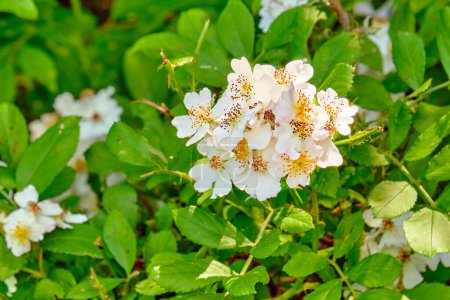 Eine Traube weißer Blüten auf Multiflora-Rosenpflanze