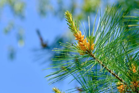 An isolated eastern pine branch against a blue sky background