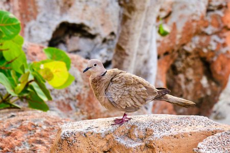 Eurasian collared dove with ruffled feathers perched on a rock