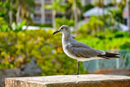 Laughing gull rests on one leg on stone ledge