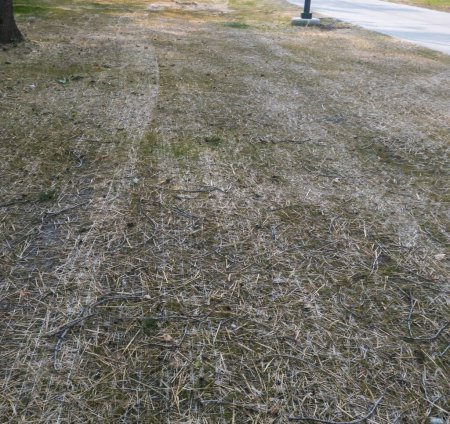 Téléchargez les photos : Foin sur le sol protégeant de nouvelles herbes sur le sud-ouest Greenway à Detroit, Michigan - en image libre de droit