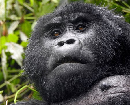 Téléchargez les photos : Gorille femelle du groupe Businaye dans la forêt impénétrable de Bwindi Nat. Parc - Ugand - en image libre de droit