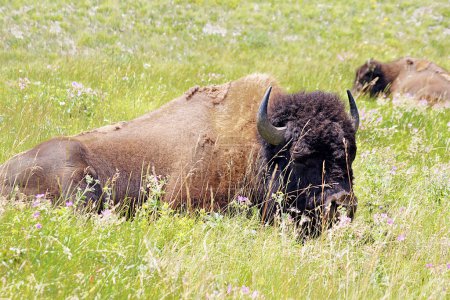 Photo for Bison Paddock, Waterton Lakes National Park, Alberta -Canada - Royalty Free Image