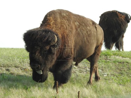 Photo for Bison Paddock, Waterton Lakes National Park, Alberta - Canada - Royalty Free Image