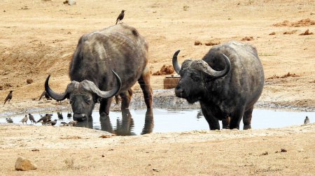 Photo for Cape buffalo, Addo, Port Elizabeth -  South Africa - Royalty Free Image