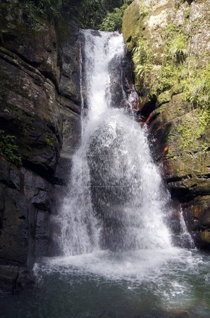 Téléchargez les photos : La Mina Waterfall, El Yunque National Park - Puerto Rico - en image libre de droit