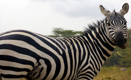 Téléchargez les photos : Zebra in Lake Nakuru - Kenya - en image libre de droit