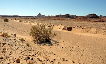 Photo for Landscape of the Sinai Desert - Egypt - Royalty Free Image