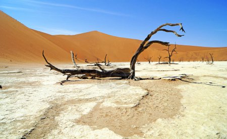 Foto de Sossusvlei Dunes, Namib Desert - Namibia - Imagen libre de derechos