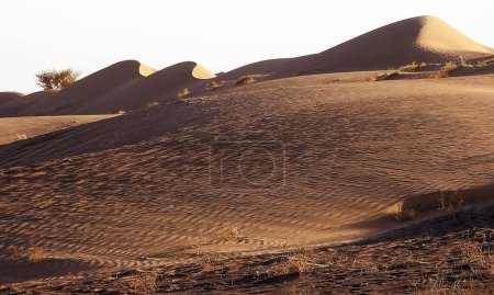 Téléchargez les photos : Deserts - Wahiba Dunes in the Omani Desert - Oman - en image libre de droit