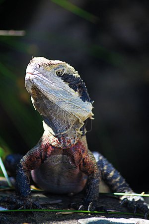 Foto de Dragón de agua, Primer plano en Rock, Australia - Imagen libre de derechos