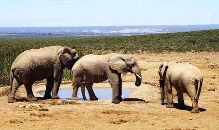 Téléchargez les photos : Elephants - Addo Elephant National Park, Port Elizabeth, South Africa - en image libre de droit