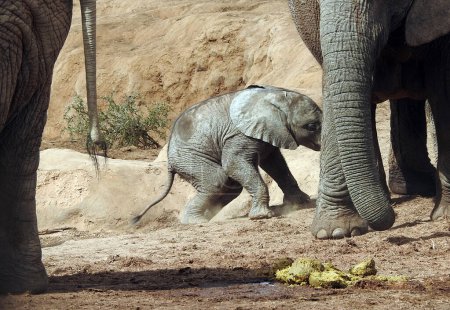 Téléchargez les photos : Elephants - Addo Elephant National Park, Port Elizabeth, South Africa - en image libre de droit