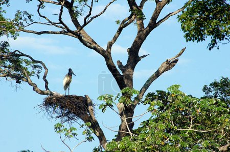 Photo for Jabiru Stork in its nest in the Pantanal - Mato Grosso - Brazil - Royalty Free Image