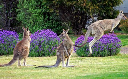 Kangourous dans le parc national des Grampians - Australie