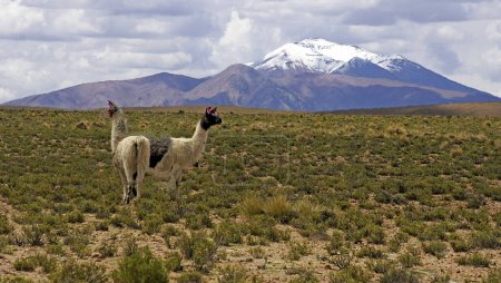 Foto de Llamas en Chuquisaca, Bolivia - Imagen libre de derechos