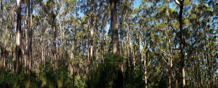 Foto de Bosques de eucalipto en el bosque de Karri Explore Drive on the Tree Top Trail - Australia - Imagen libre de derechos