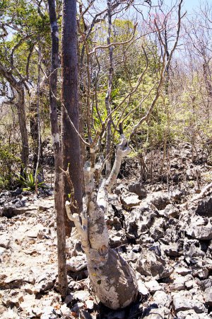Téléchargez les photos : Flora, réserve spéciale Ankarana - Madagascar - en image libre de droit