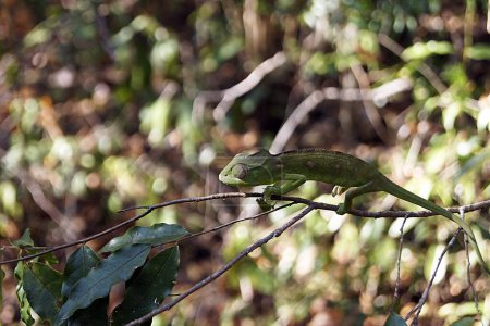 Photo for Green gecko, Ankarafantsika National Park - Madagascar - Royalty Free Image