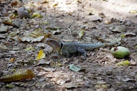 Foto de Gecko, Parque Nacional Ankarafantsika - Madagascar - Imagen libre de derechos
