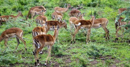 Photo for Group of gazelles, Umfolozi National Park - South Africa - Royalty Free Image