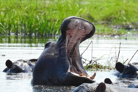 Photo for Hippopotamus, Umfolozi National Park - South Africa - Royalty Free Image