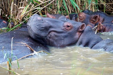 Photo for Hippopotamus, Umfolozi National Park - South Africa - Royalty Free Image