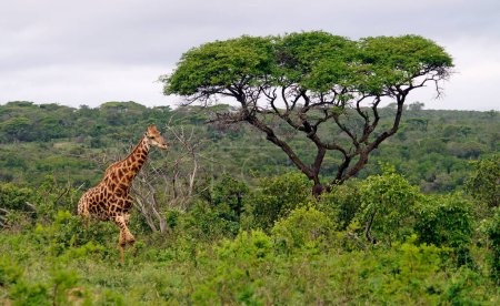 Photo for Giraffe - Umfolozi National Park, South Africa - Royalty Free Image