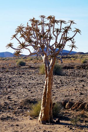 Photo for Succulent Karoo - Namib Desert, Namibia - Royalty Free Image