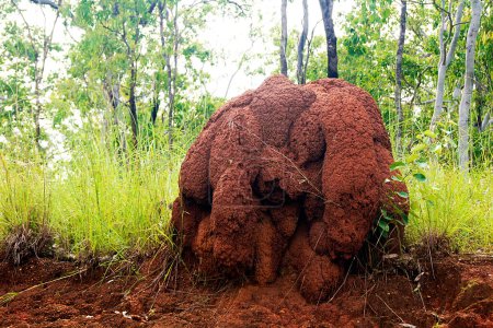 Téléchargez les photos : Termite monticule sur les Atherton Tablelands en Australie - en image libre de droit