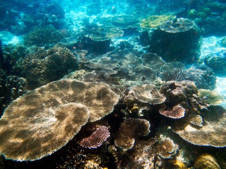 Téléchargez les photos : Paysage corallien, Archipel Raja Ampat - Indonésie occidentale - en image libre de droit
