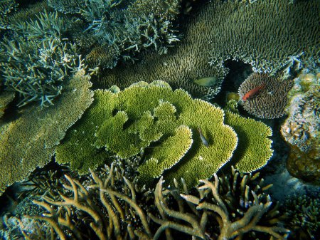 Téléchargez les photos : Paysage corallien, Archipel Raja Ampat - Indonésie occidentale - en image libre de droit