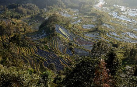 Téléchargez les photos : Paisaje terrazas de arroz de Yuanyuang, Yunnan - Chine - en image libre de droit
