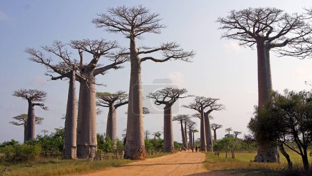 Foto de Paseo de los Baobabs, Morondava - Madagascar - Imagen libre de derechos