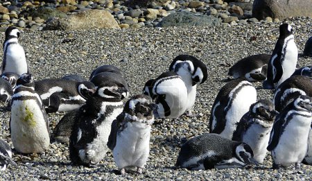 Photo for Magellanic Penguin - Otway Penguin Colony, Patagonia - Chile - Royalty Free Image