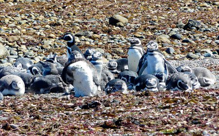 Téléchargez les photos : Pingouin de Magellan - Colonie du Pingouin d'Otway, Patagonie - Chili - en image libre de droit