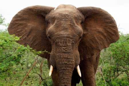 Photo for Elephant on alert, Umfolozi National Park - South Africa - Royalty Free Image