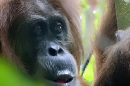 Foto de Orangután, Gunun Leuser Nat. Park, Bukit Lawang Sumatra Island - Indonesia - Imagen libre de derechos