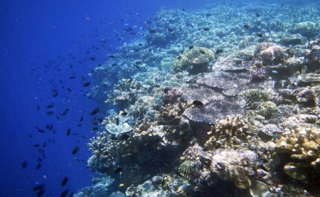 Téléchargez les photos : Parc marin national de Bunaken, île Sulawesi, Célébes Indonésie - en image libre de droit