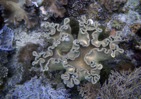 Téléchargez les photos : Paysage corallien sous-marin, Île de Gam, Raja Ampat, Papouasie du Sud-Ouest - Indonésie - en image libre de droit