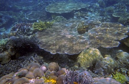Téléchargez les photos : Paysage corallien sous-marin, Île de Gam, Raja Ampat, Papouasie du Sud-Ouest - Indonésie - en image libre de droit