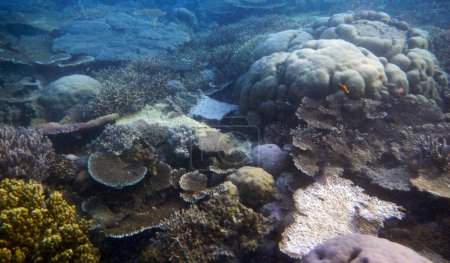 Téléchargez les photos : Paysage corallien sous-marin, île de Waigeo, Raja Ampat, Papouasie du Sud-Ouest - Indonésie - en image libre de droit