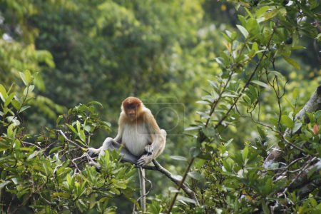 Téléchargez les photos : Proboscis Monkey, Tanjung Puting National Park, Bornéo Island - Indonésie - en image libre de droit