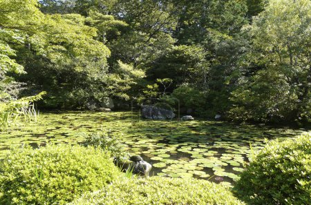 Foto de Lirios de agua y tortuga, Templo Kochiin, Kioto, Isla Honshu - Japón - Imagen libre de derechos