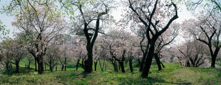 Kirschblüte, Schloss Matsumae, Insel Hokkaido - Japan