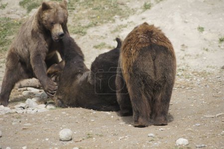 Photo for Grizzly bears playing, Anchorage, Alaska - United States - Royalty Free Image