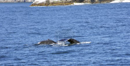 Téléchargez les photos : Baleines dans les fjords Kenai Nat. Park, péninsule de Kenai, Alaska - États-Unis - en image libre de droit