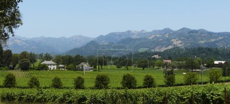Photo for Vineyards, Silverado Trail, Napa Valley California - United States - Royalty Free Image