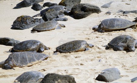 Foto de Observación de tortugas en Hookipa Beach, Hana Highway, Isla de Maui, Hawai - Estados Unidos - Imagen libre de derechos
